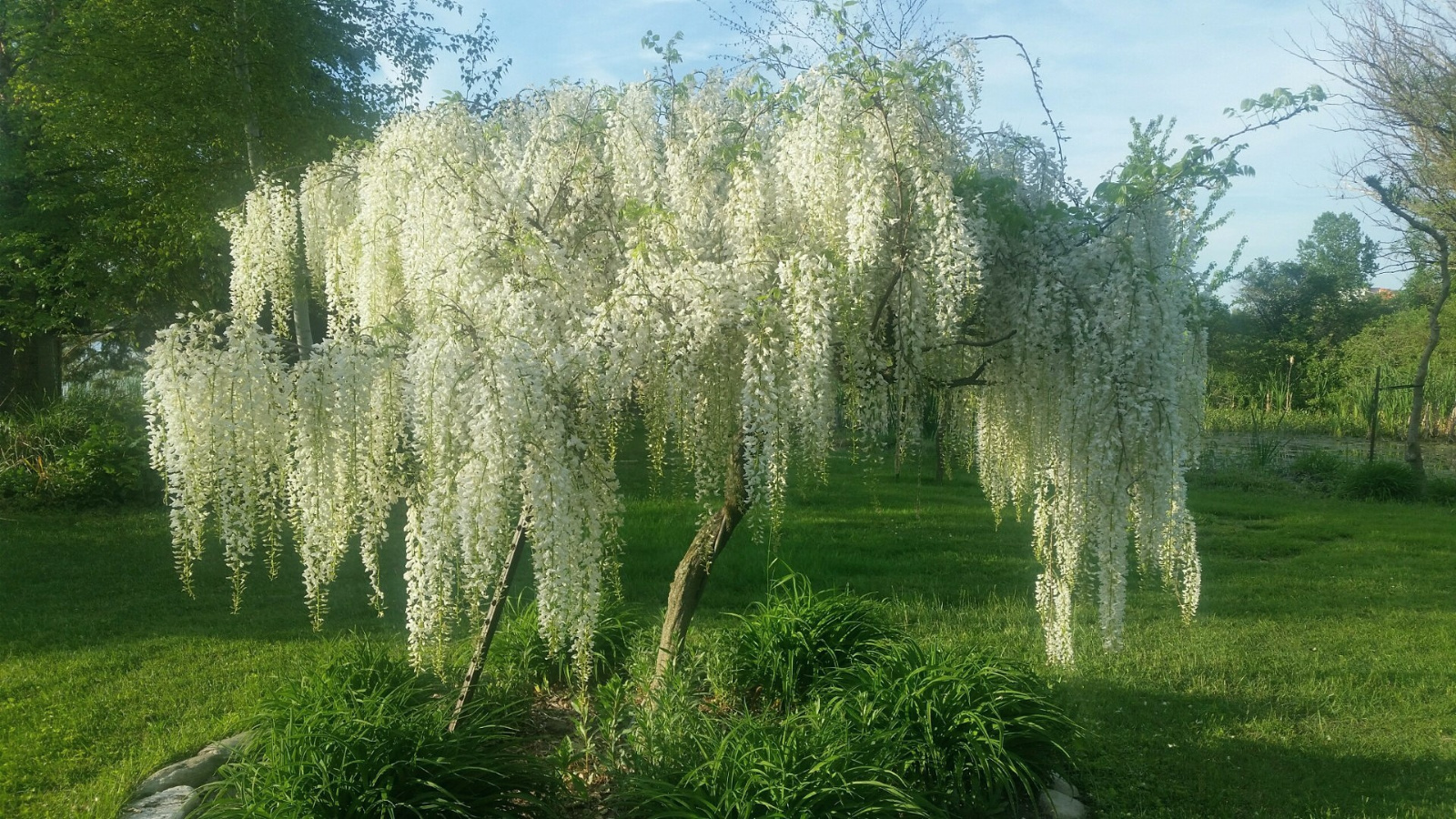 WHITE TREE WISTERIA